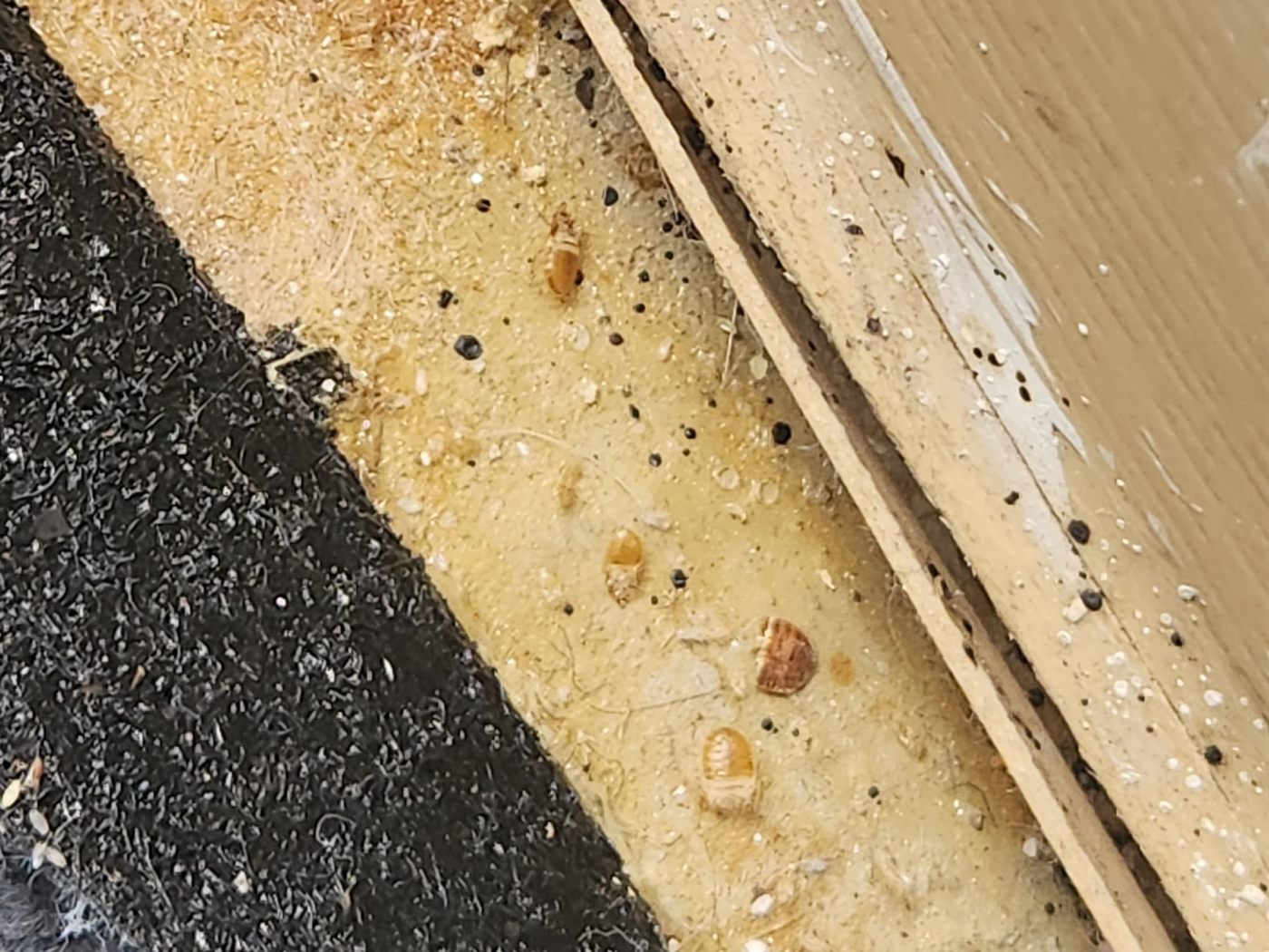 Chinches de cama y sus manchas oscuras en la unión del guardapolvo con la alfombra de un dormitorio