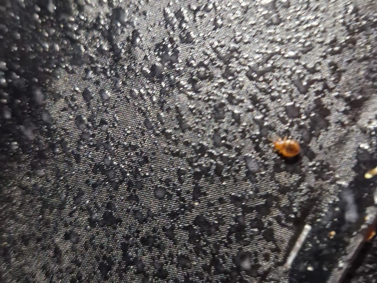 Una chinche de cama sobre la tela negra de la base de una cama